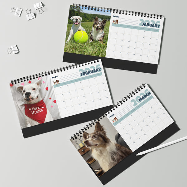 Layla the Boxer 2026 Desktop Calendar