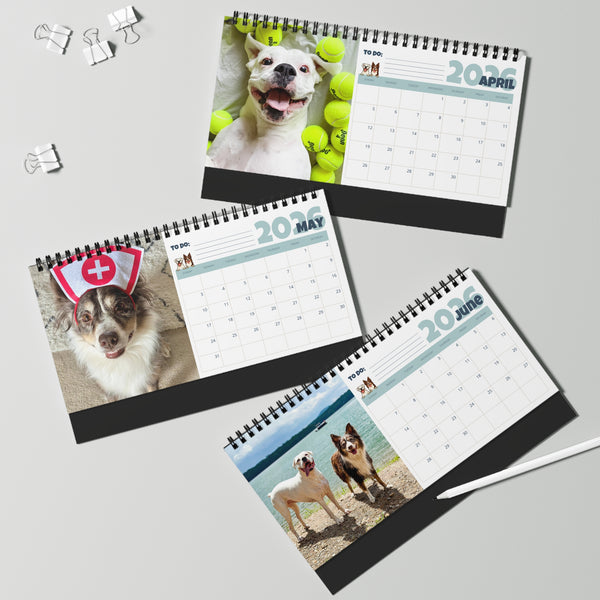 Layla the Boxer 2026 Desktop Calendar