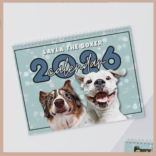 Layla the Boxer 2026 Wall Calendar